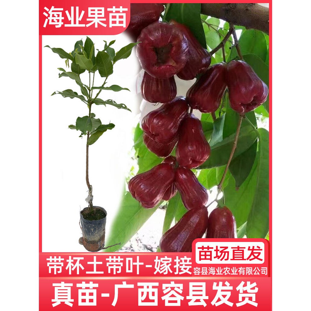 莲雾树苗嫁接台湾黑糖芭比黑金刚四季新品种南方果苗庭院地栽带土