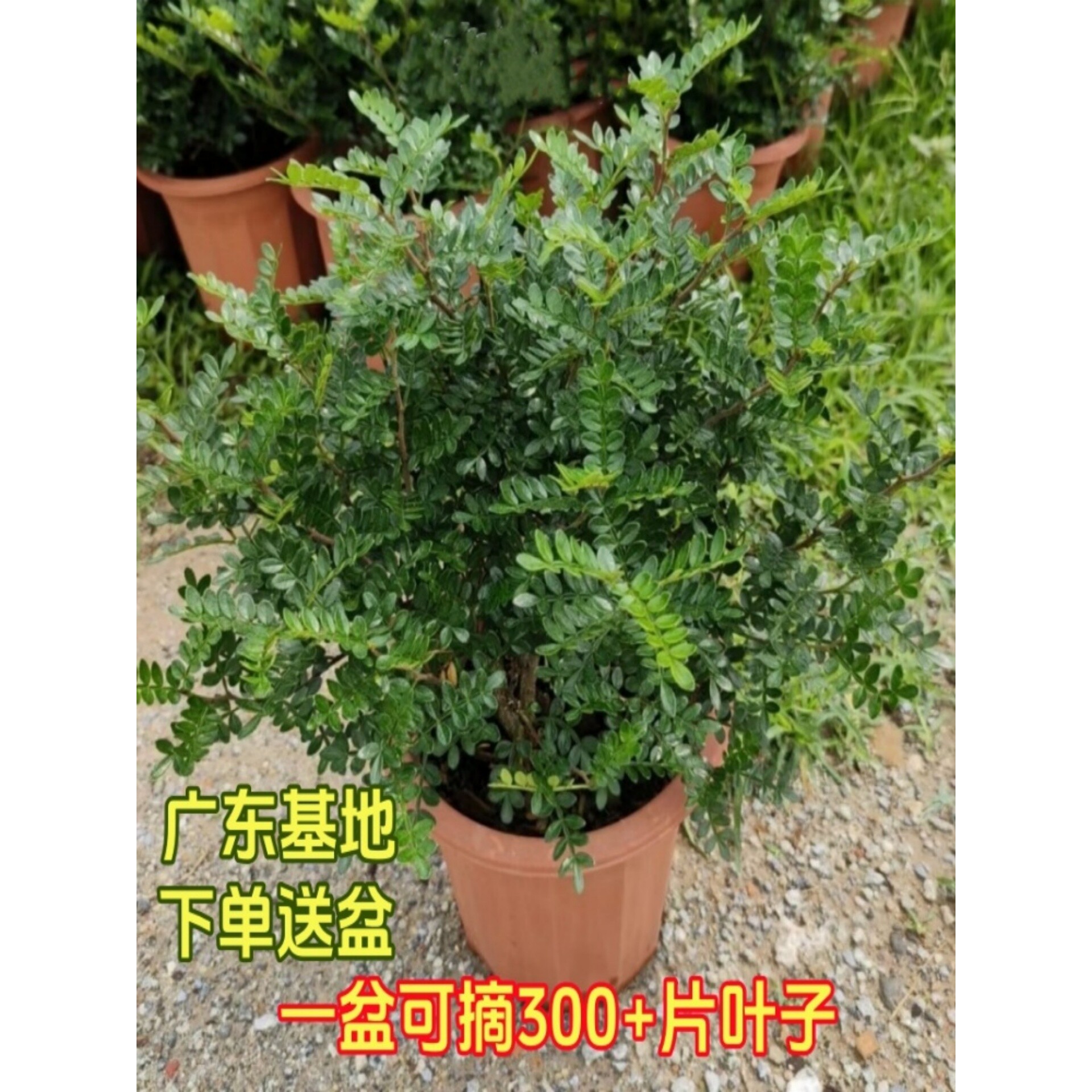 正宗清香木盆栽老桩树苗胡椒木蛋糕装饰西餐饮品绿植叶子驱蚊植物