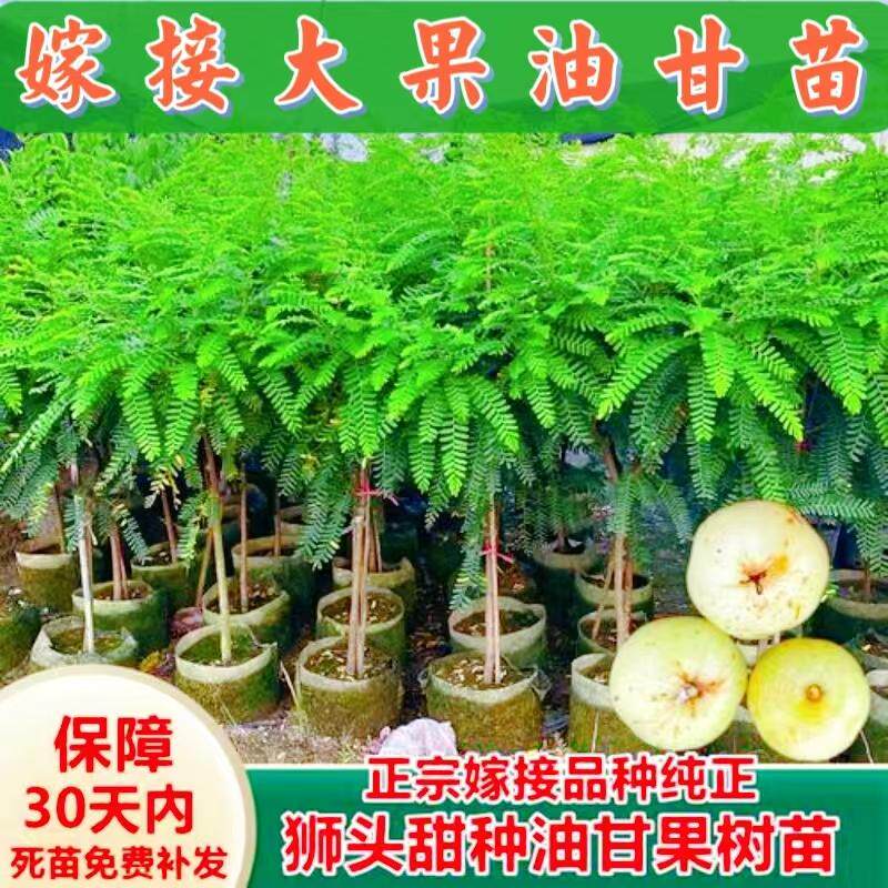 正宗潮汕嫁接甜种油甘果苗特大高产狮头柿饼崩坎余甘果树盆栽地栽