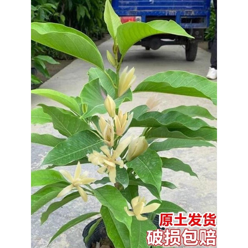 白兰花盆栽树苗带花苞玉兰花室内庭院四季花卉浓香花卉黄角兰植物