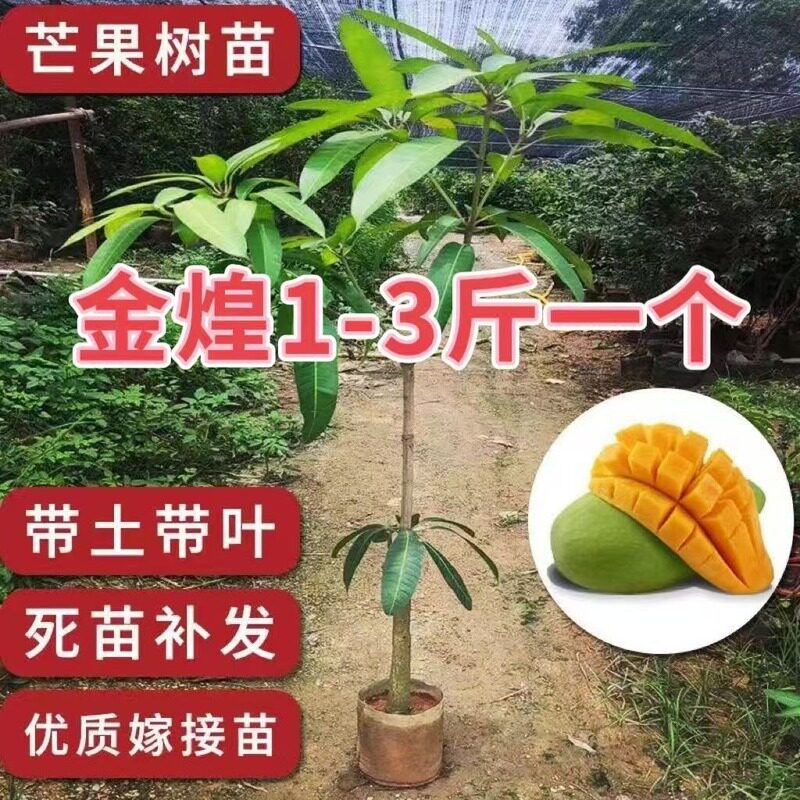芒果树嫁接金煌四季贵妃芒果当年结果果树阳台盆栽包成活