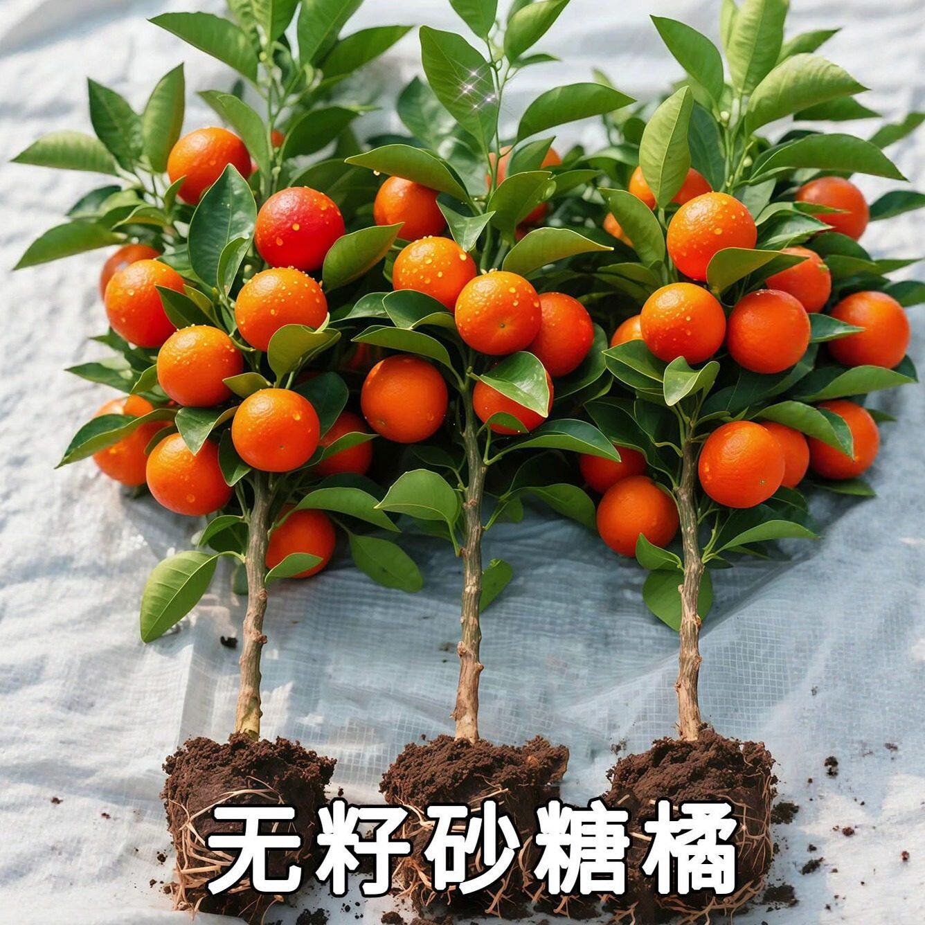 沙糖桔子树苗正宗广西砂糖橘树苗南方北方种植橙子无籽嫁接橘子树