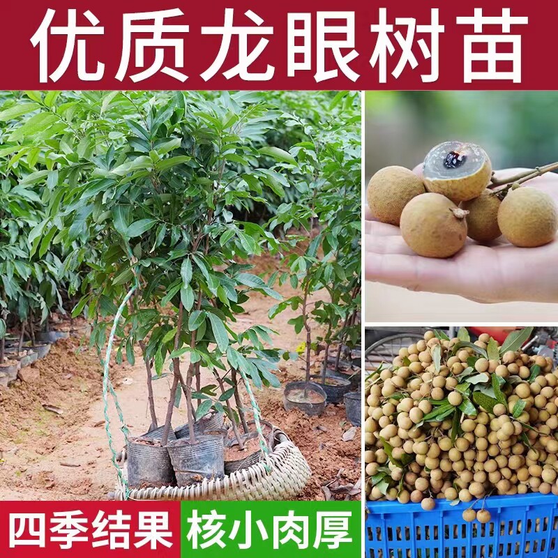 龙眼树果苗南方四季石硖储良大苗嫁接当年结果盆栽桂圆果树果苖木
