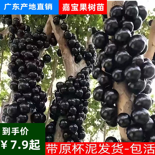 嘉宝果树苗树葡萄苗正宗台湾树葡萄沙巴四季盆栽南北种植当年结果