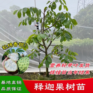 释迦果苗树嫁接台湾凤梨释迦苗特大牛奶释迦番荔枝林檎南方果树苗