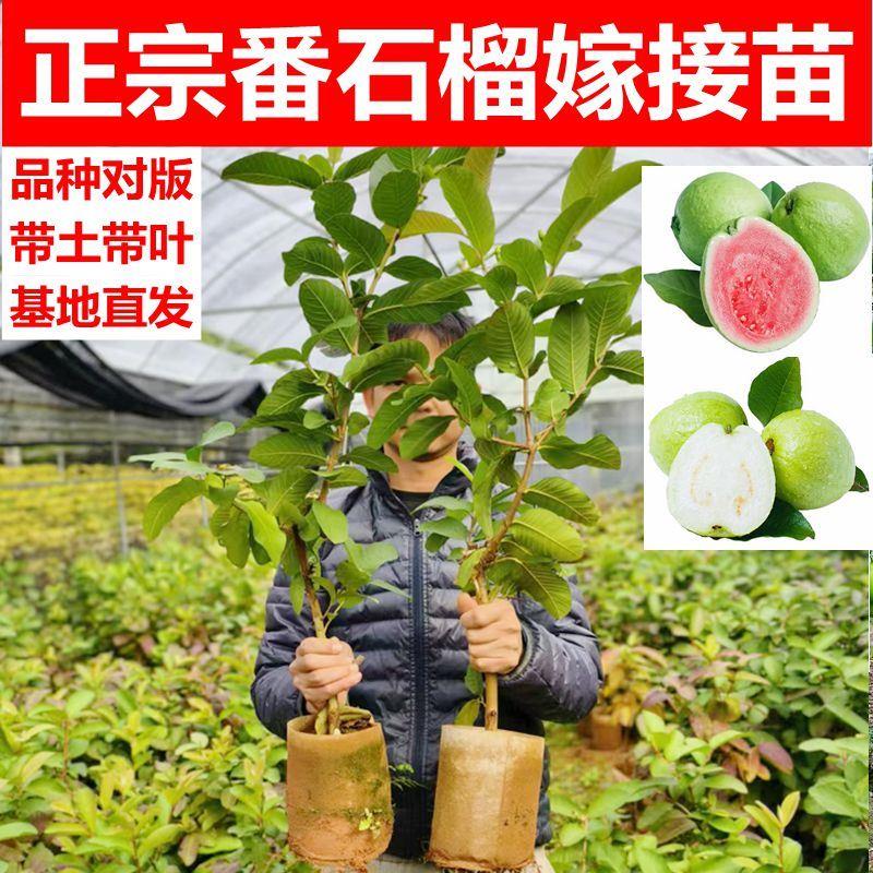 番石榴苗四季胭脂红帝王红宝石红心白心奶油西瓜芭乐树苗当年结果