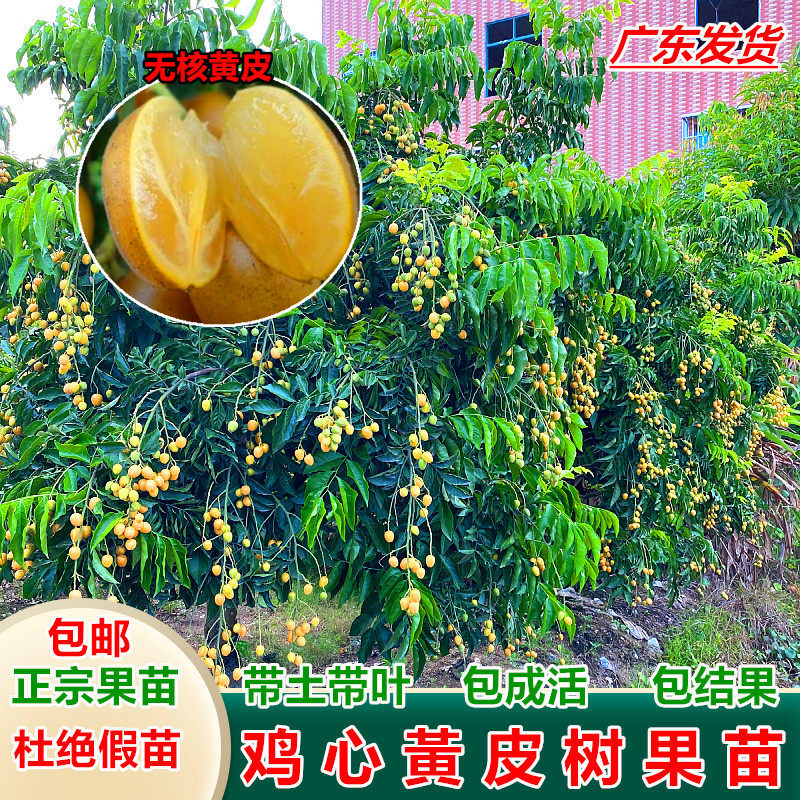 鸡心黄皮树果苗嫁接冰糖无核黄皮果苗黄皮果树苗当年结果盆栽地栽
