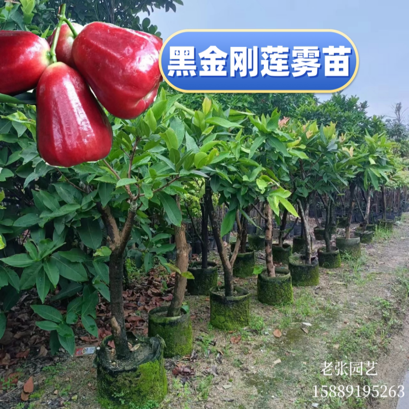 莲雾苗树苗台湾品种嫁接黑金刚南方果树苗大叶红庭院地栽黑糖芭比