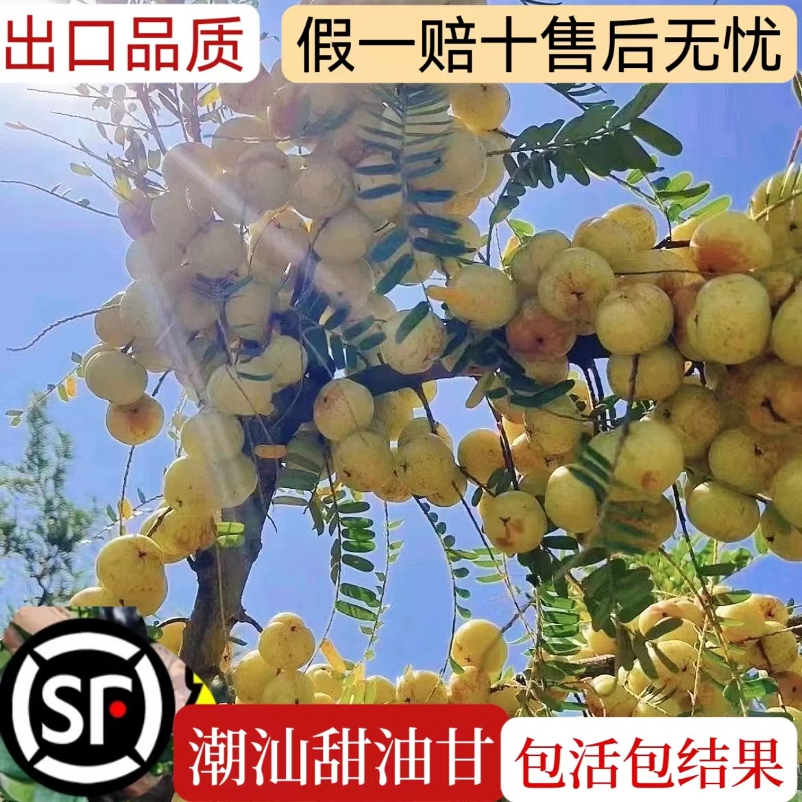 潮汕嫁接崩坎狮头特级甜种油甘树苗赤皮油甘果苗出口品质四季结果