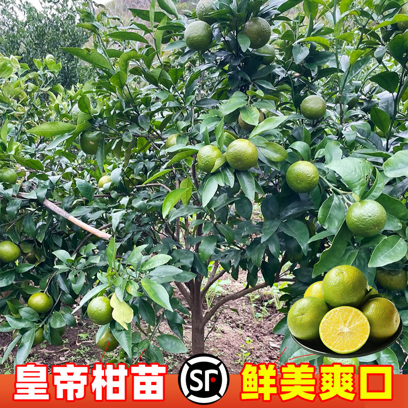 正宗皇帝柑树苗嫁接苗水果树苗南北方种植沃柑橘树苗盆栽当年结果