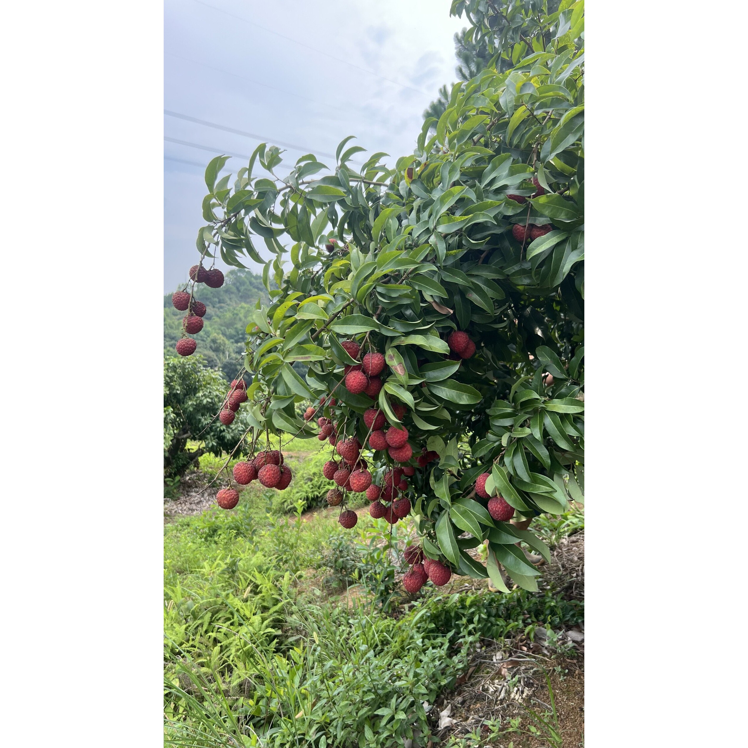 盆栽地栽 荔枝果苗嫁接荔枝果树苗挂绿冰荔仙进奉荔枝苗盆栽苗