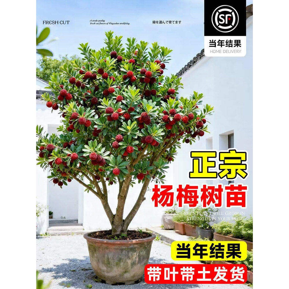 东魁杨梅树苗正宗嫁接仙居黑炭杨梅树树苗地栽盆栽四季耐寒果树苗