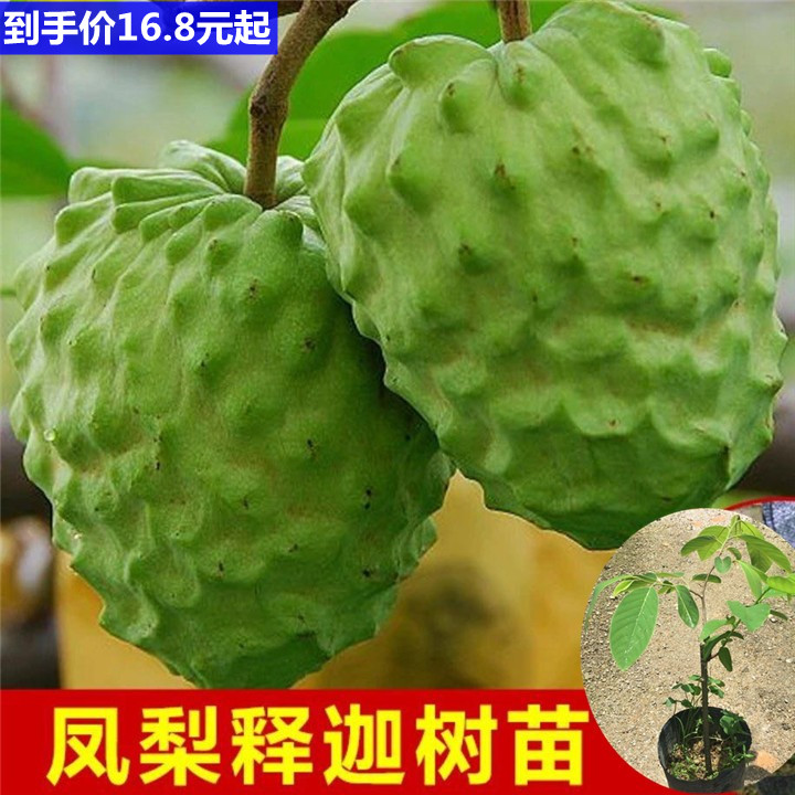 正宗台湾释迦果苗盆栽番荔枝树苗带叶带土林檎苗嫁接果苗当年结果