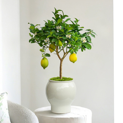 香水柠檬树盆栽四季带果可食用植物室内客厅办公桌绿植桌面小盆景
