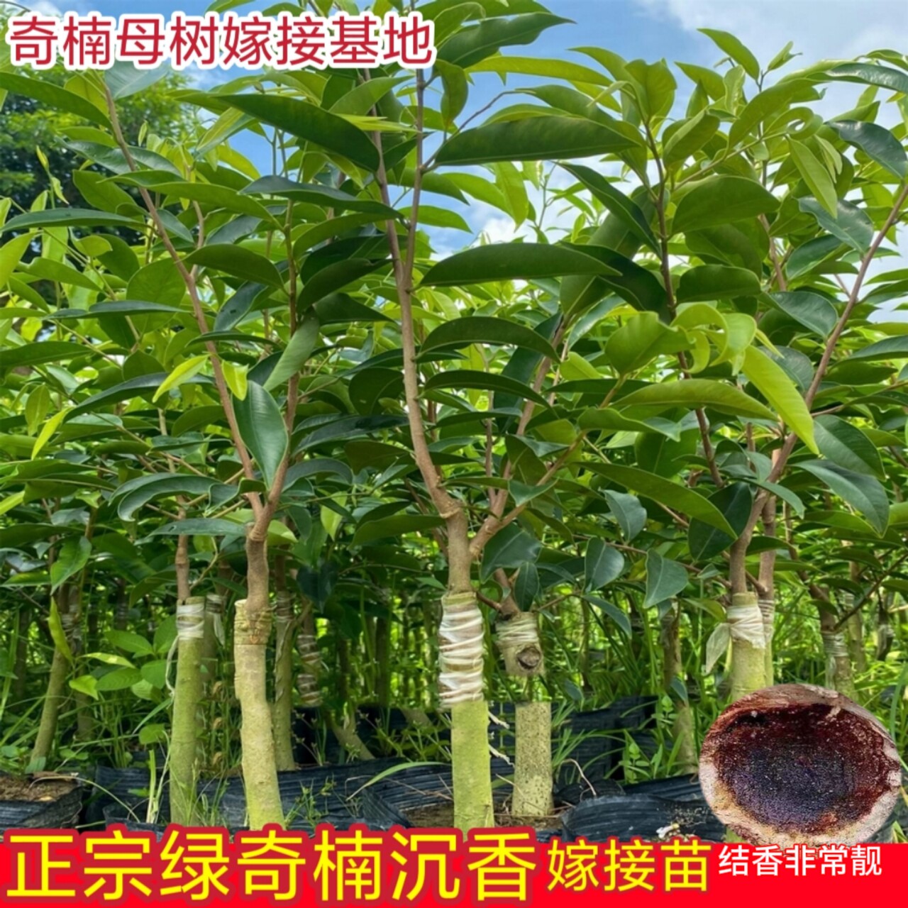 奇楠沉香树苗正宗奇楠母树苗绿奇楠嫁接苗名贵观赏树木庭院绿化栽