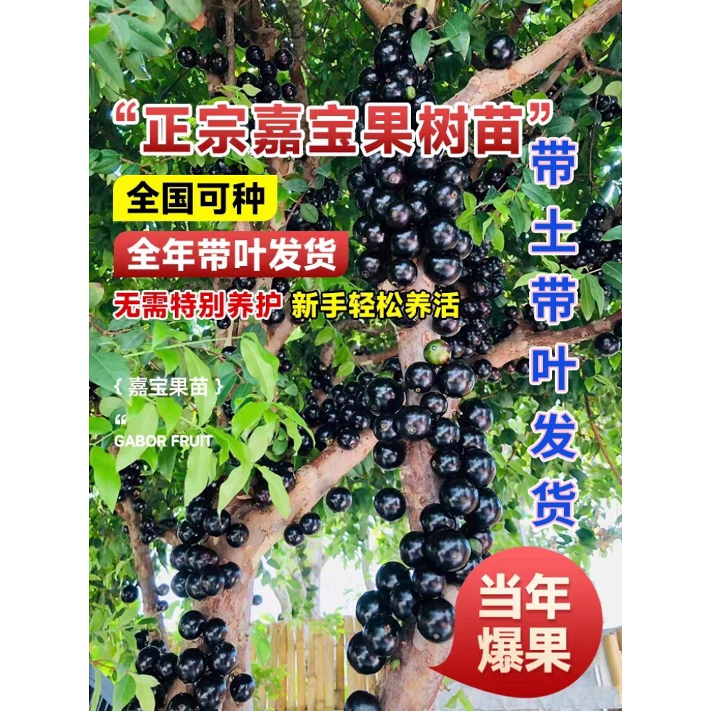 正宗台湾树葡萄嘉宝果苗艾斯卡树苗沙巴四季盆栽南北种植当年结果
