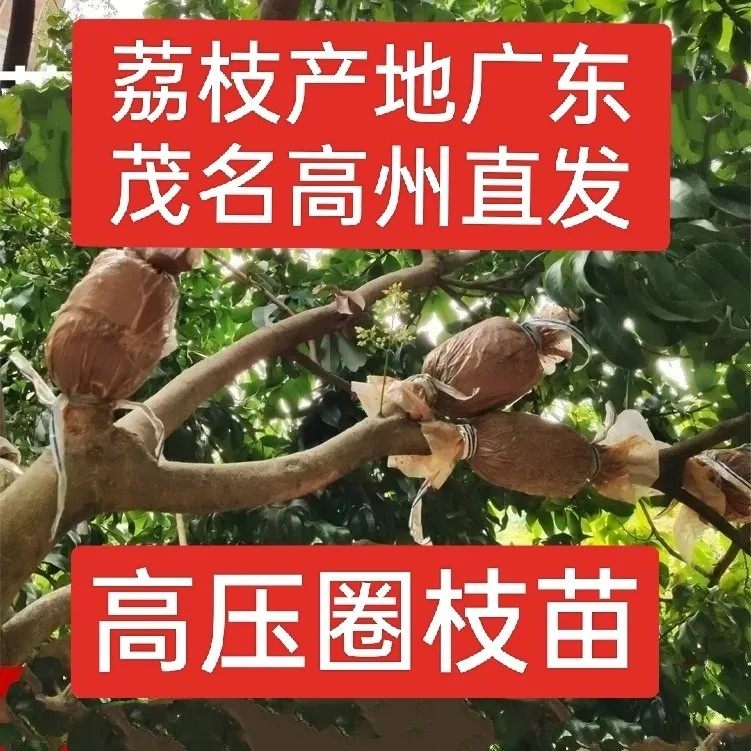 产地直发高压荔枝苗无核桂味冰荔仙进奉马贵荔原装土球根系好易活