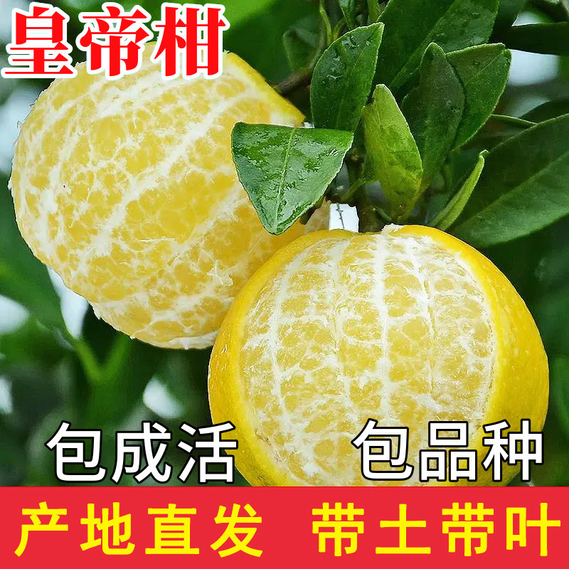 皇帝柑树苗带土南北方地栽大桔子果苗盆栽嫁接四季橘子苗当年结果