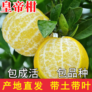 皇帝柑树苗带土南北方地栽大桔子果苗盆栽嫁接四季橘子苗当年结果