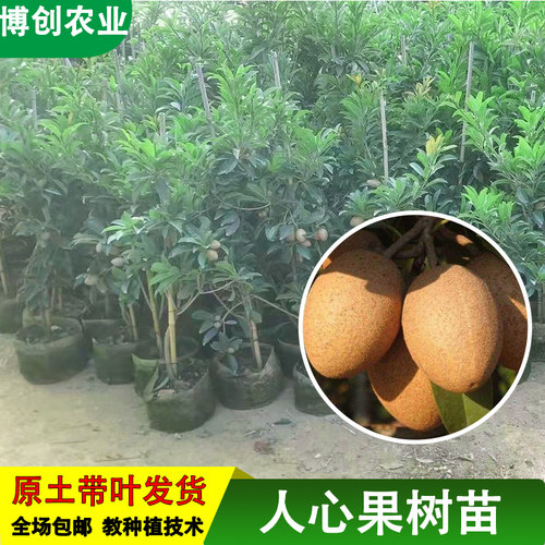 广西果树四季软枝人心果树苗仁人参果盆栽吴凤柿带果庭院种植果苗
