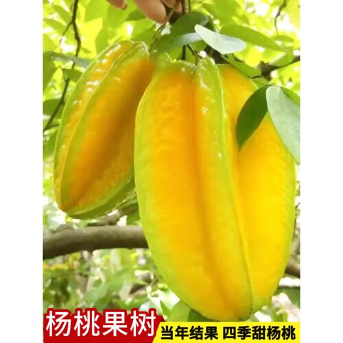 杨桃树苗果树结果四季甜杨桃台湾大果杨桃苗庭院阳台盆栽好养果苗