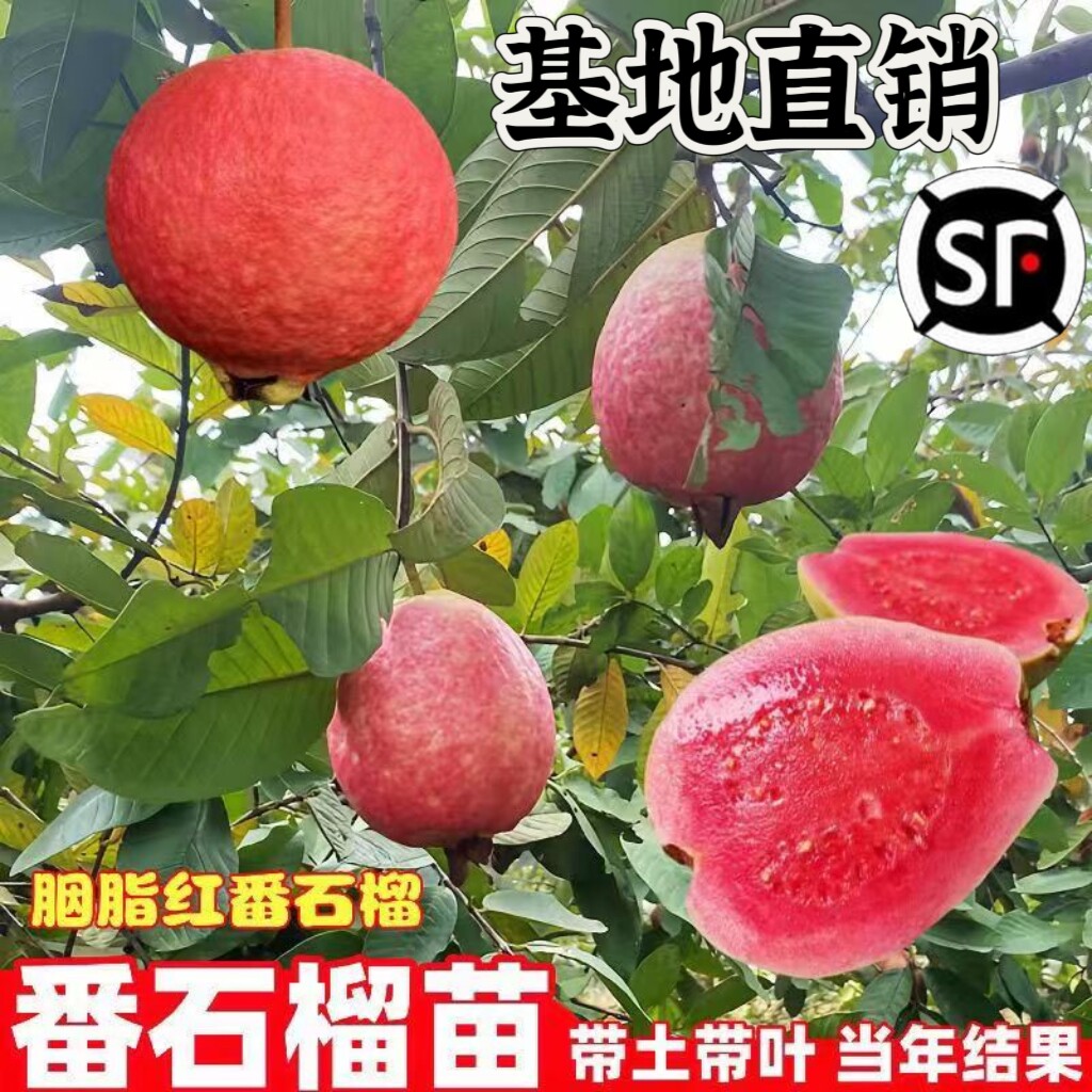 番石榴树苗嫁接红心芭乐果树苗红石榴树苗红心芭乐果树苗当年结果