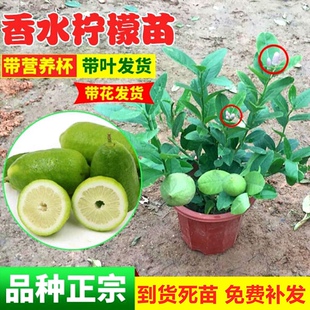 四季香水柠檬树苗 清香柠檬嫁接树苗尤力克柠檬苗 盆栽地栽柠檬树