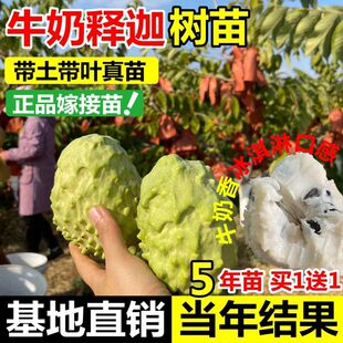 牛奶释迦果嫁接树苗黄龙台湾凤梨释迦番荔枝释迦林檎南北方果树苗