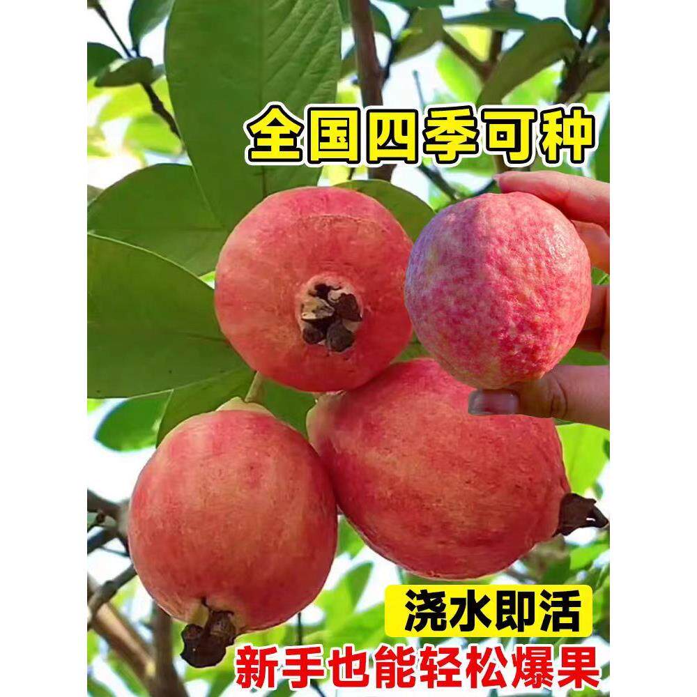 广东正宗嫁接胭脂红心番石榴树果树苗白心珍珠芭乐南方庭院果树苗