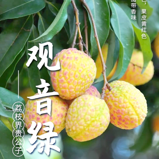 新品高端青皮荔枝观音绿荔枝果树苗嫁接苗盆栽地栽带土带叶