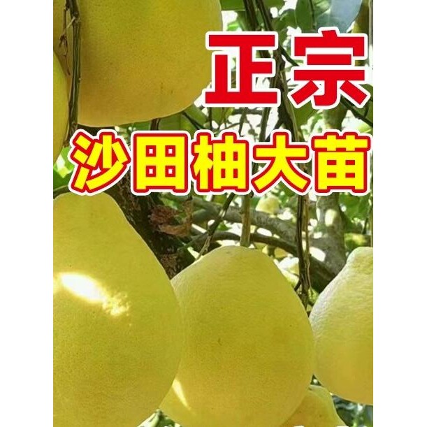 广西容县沙田柚子树苗正宗红心蜜柚嫁接盆栽果树果苗四季耐寒大苗