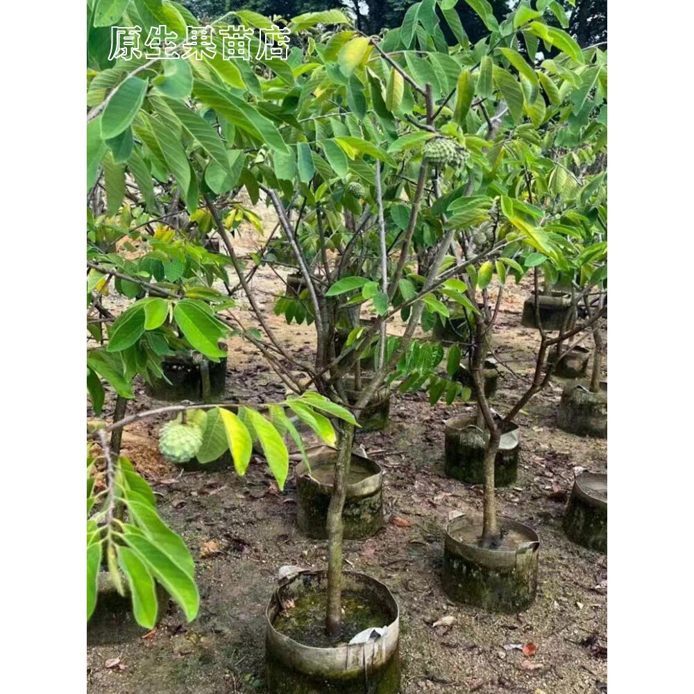 台湾四季凤梨释迦果苗榴莲释迦ap释迦果嫁接苗当年结果耐寒带土叶