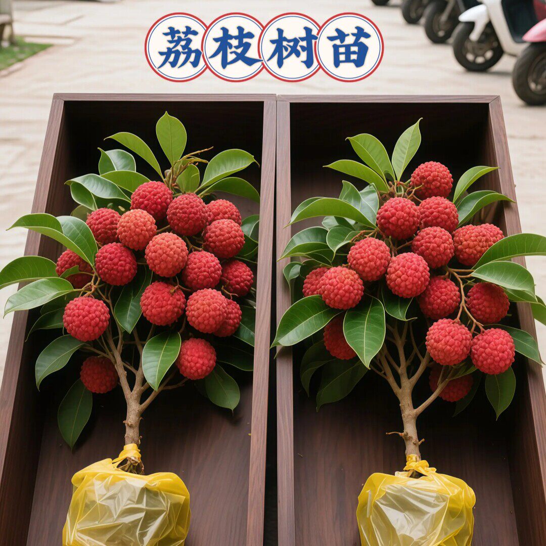 Z树苗嫁接广西荔枝无核妃子笑桂味带叶南北方带土种植盆栽地栽