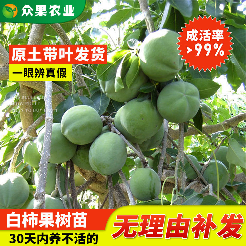 新品种冰淇淋白柿苗水果树巧克力布丁果黑柿果苗正宗嫁接苗柿树
