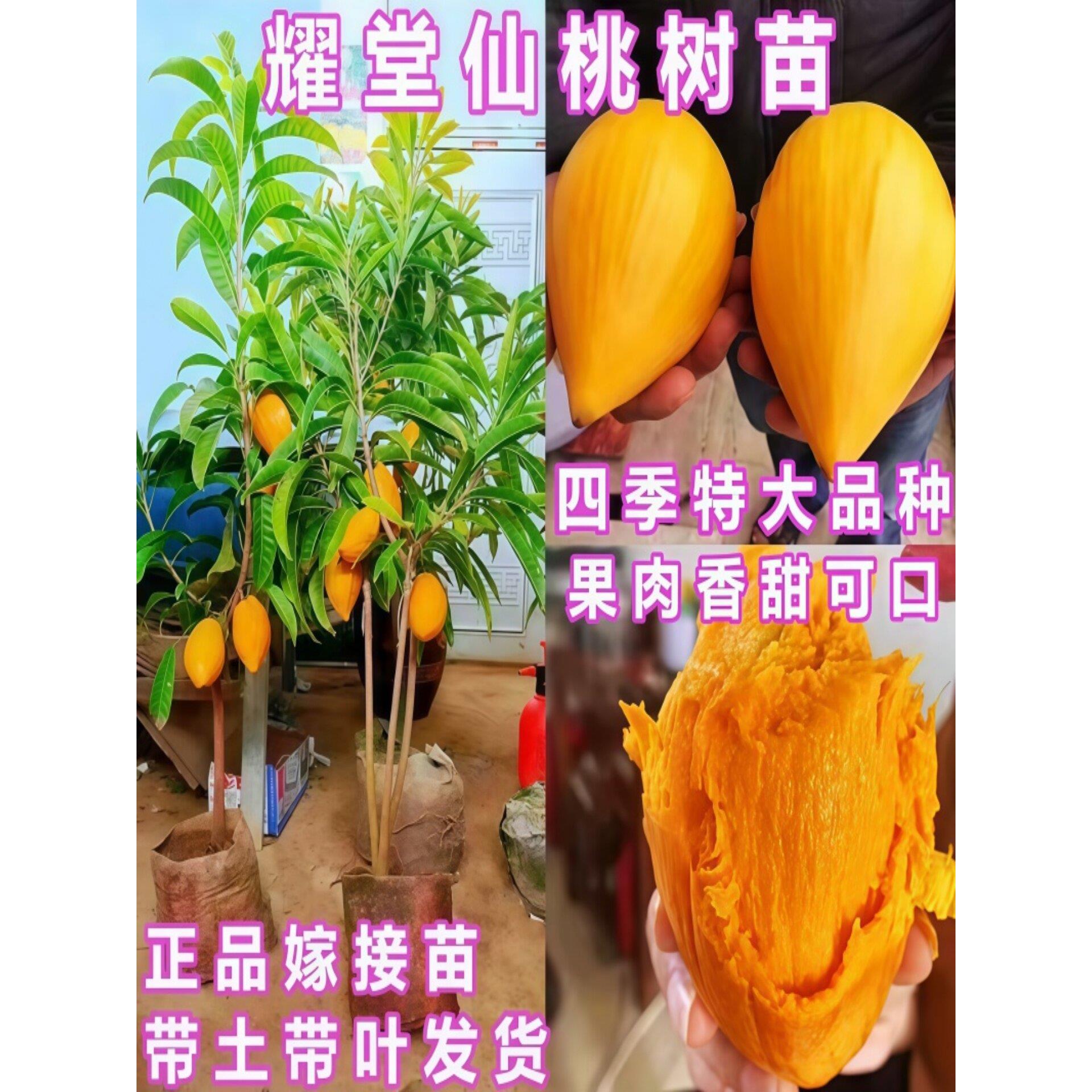(榴莲味)蛋黄果苗正宗特大耀堂仙桃嫁接苗榴莲味罗斯果苗鸡蛋果苗