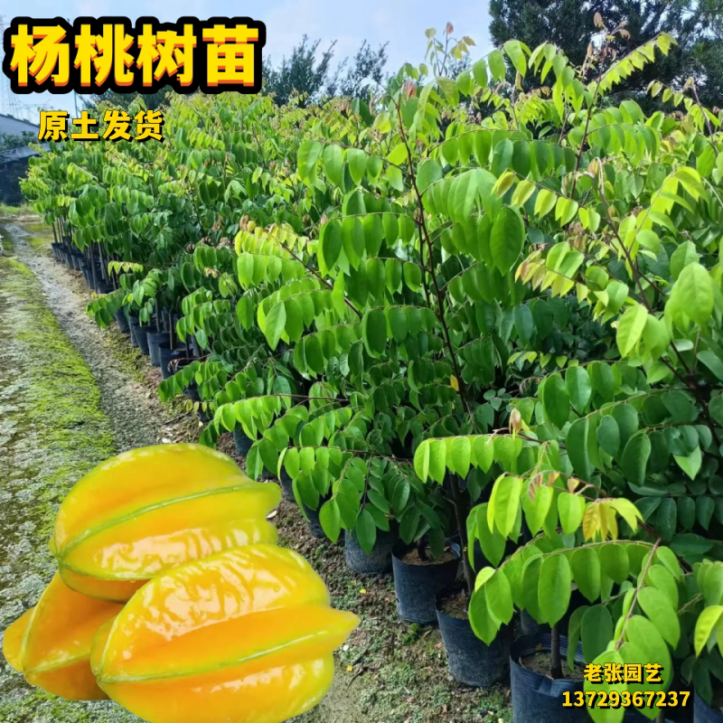 甜杨桃树苗嫁接四季结果台湾大果好吃庭院阳台盆栽南方种植果树苗
