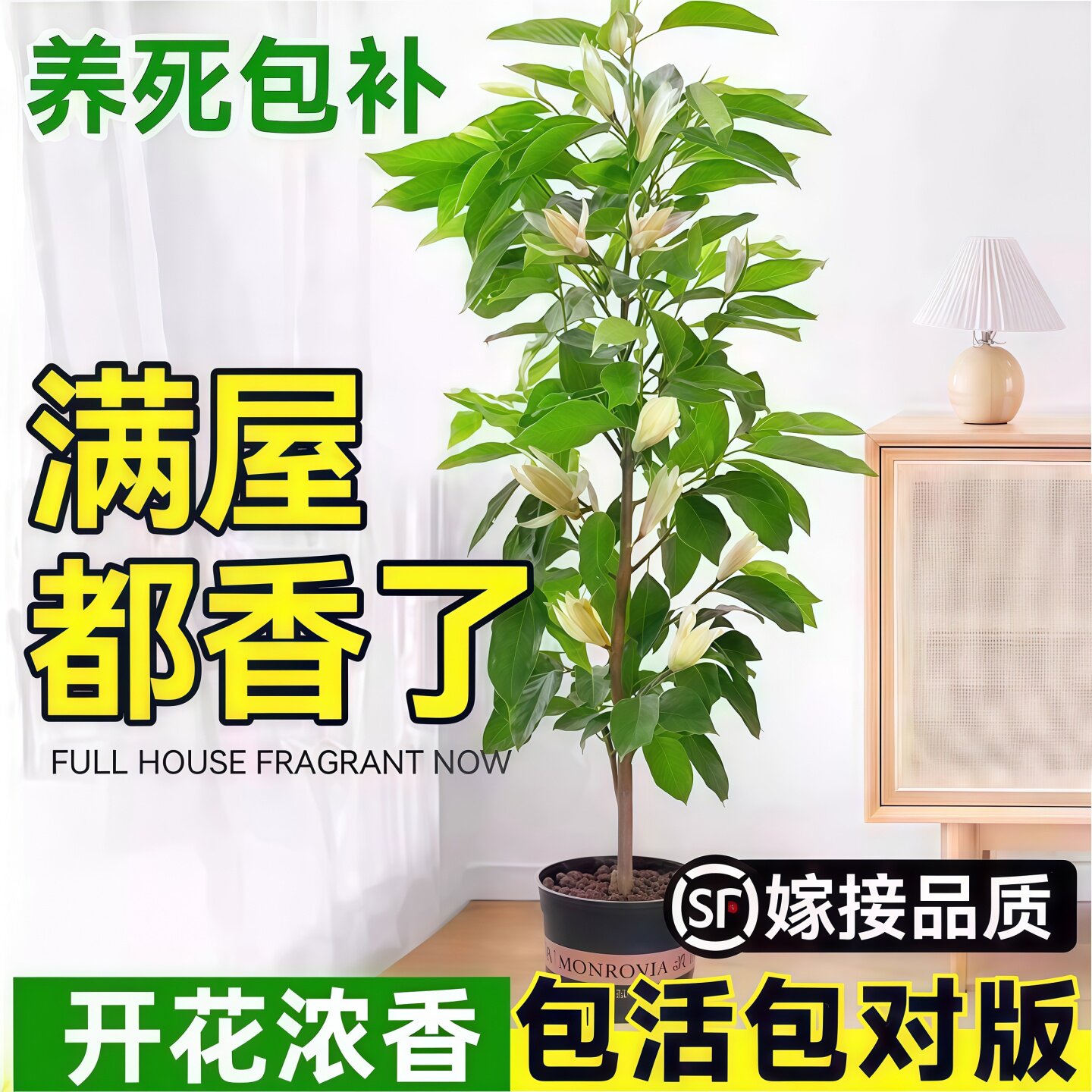 白兰花树苗玉兰花盆栽带花苞矮化老桩黄角兰室内四季花卉绿植物