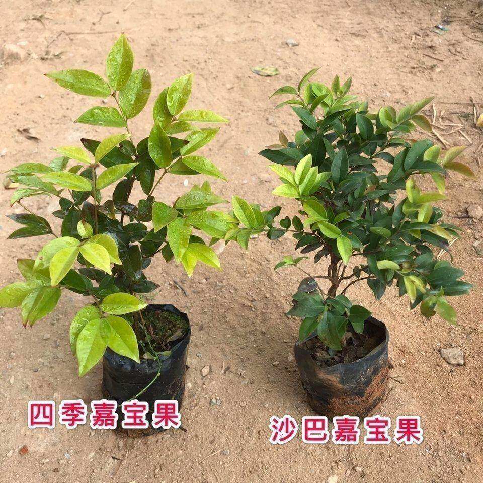 绿植嘉宝果苗树优质树葡萄沙巴艾斯果树阳台庭院盆栽全国绿植种植