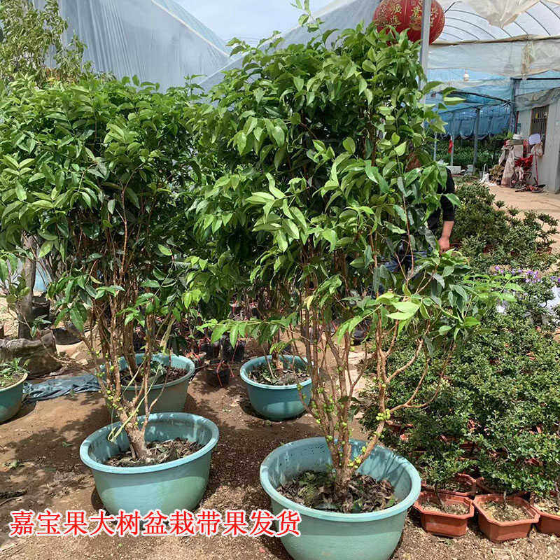嘉宝果苗树盆栽大树树葡萄苗当年结果带果原盆原土发货南方种植