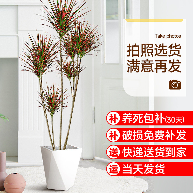 千年木大型盆栽马尾铁办公室客厅阳台龙血树植物室内七彩铁绿植