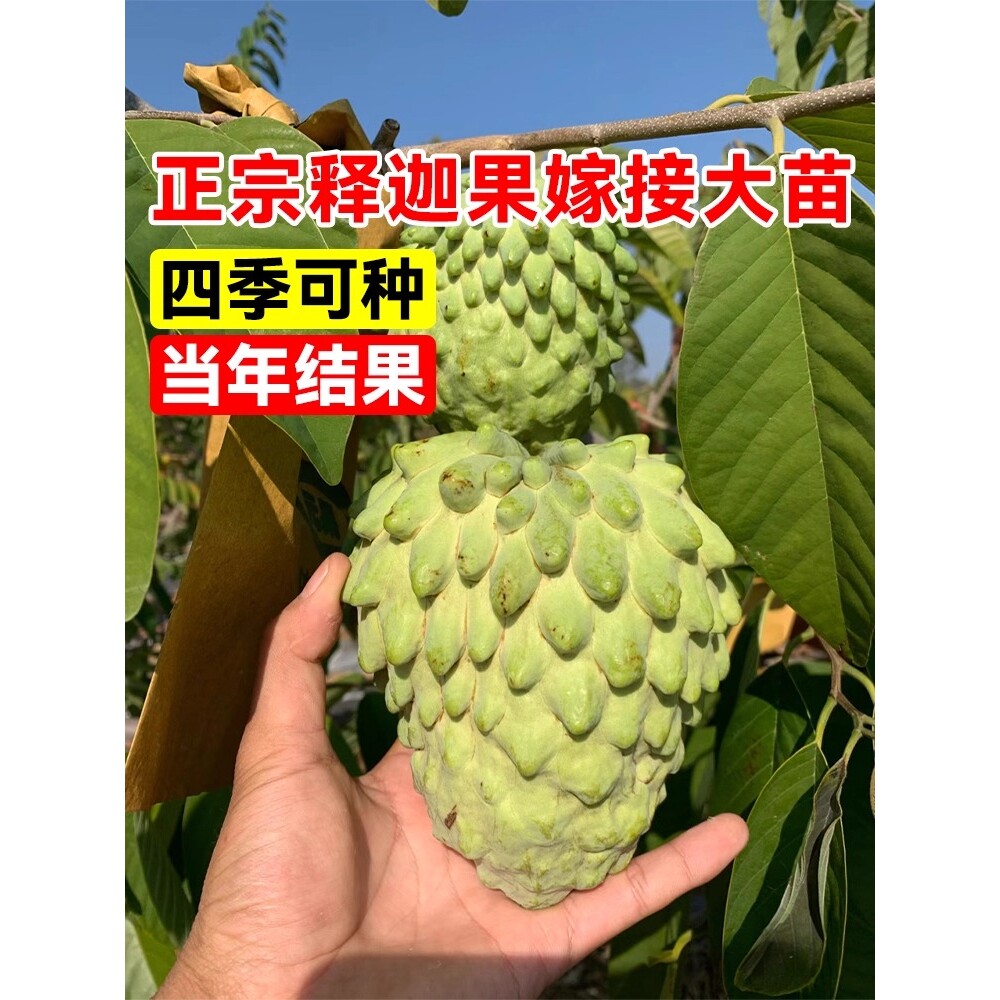 释迦果嫁接苗树带果树果苗南方种植盆栽庭院地栽苗释迦果番荔枝苗