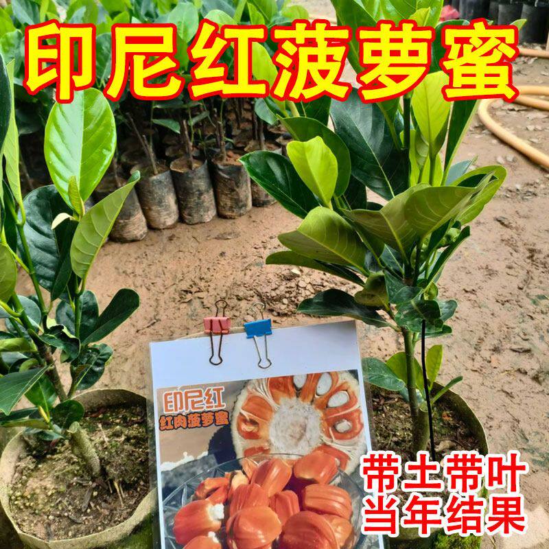 新品种印尼红肉菠萝蜜苗红心菠萝树苗阳台庭院地栽南北方当年结果