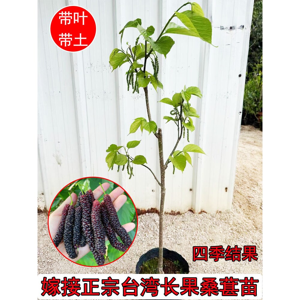 台湾长果桑葚树苗果苗盆栽嫁接长果桑苗桑葚树无籽当年结果黑桑苗