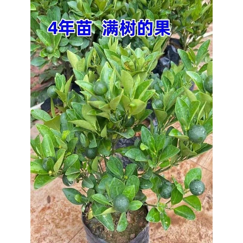 小青桔树苗 海南小金桔嫁接奶茶店专用越南小青桔带果当年结果