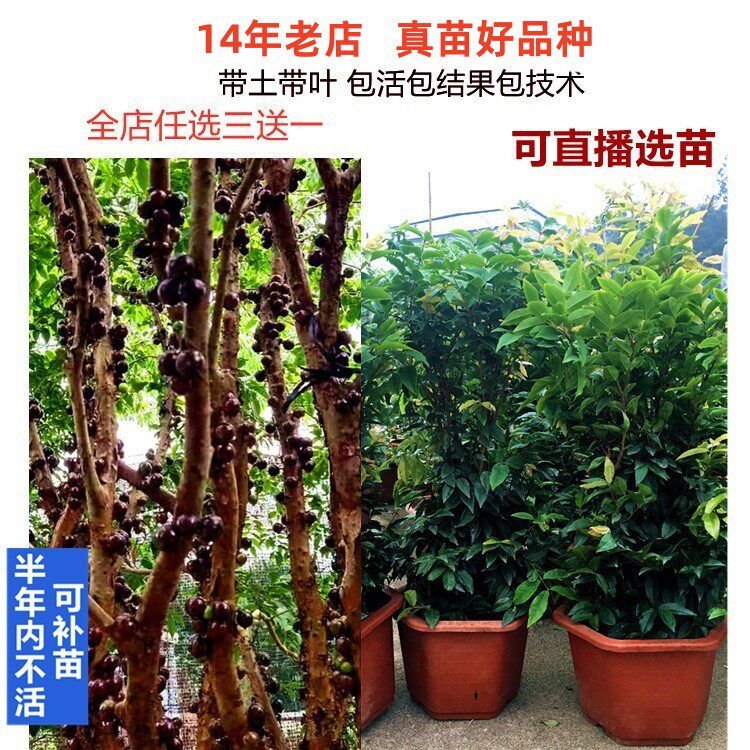 多季早结果艾斯卡红妃沙巴福冈树葡萄嘉宝果树苗南方北方盆栽地栽