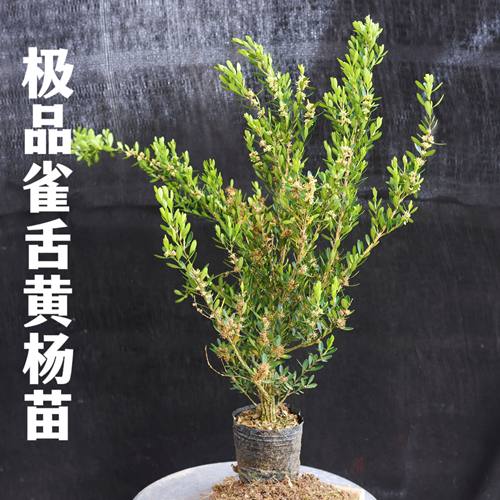 正宗雀舌皱皮小叶黄杨苗精品盆景素材室内室外阳台万年青