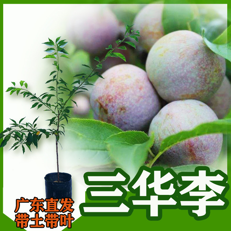 三华李苗嫁接李子早熟树苗 庭院地栽果树当年结果