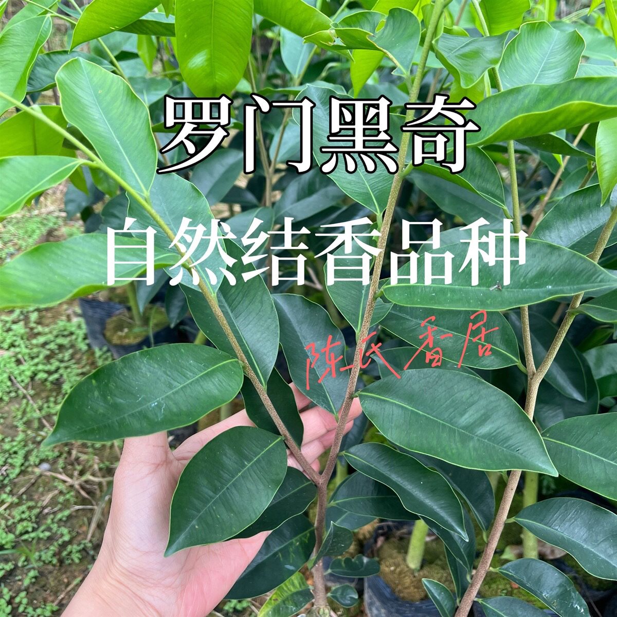正宗罗门黑奇楠母树一代嫁接苗发财树名贵品种奇楠沉香树苗保真