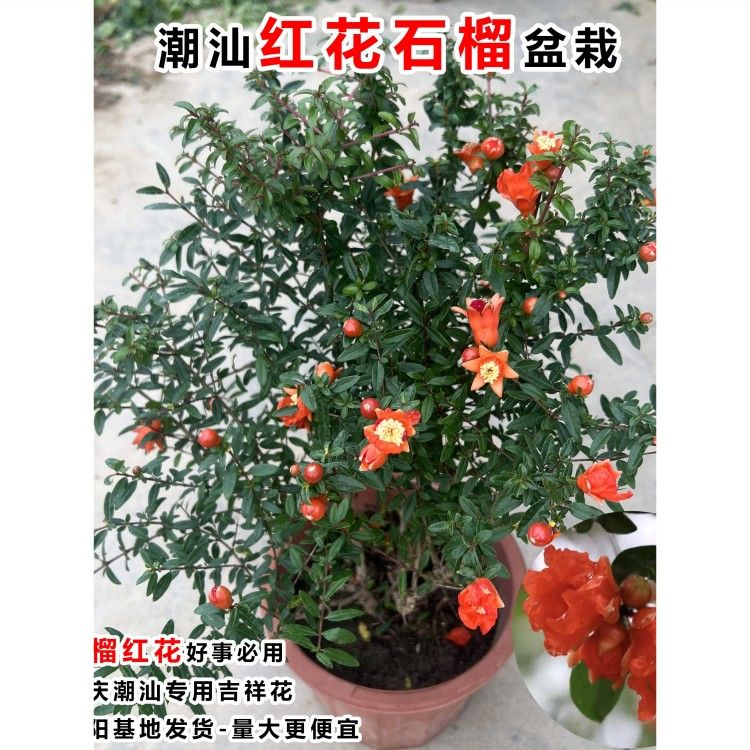 石榴花盆栽潮汕红花石榴花仙草盆栽喜庆吉祥花苗庭院阳台盆栽绿植