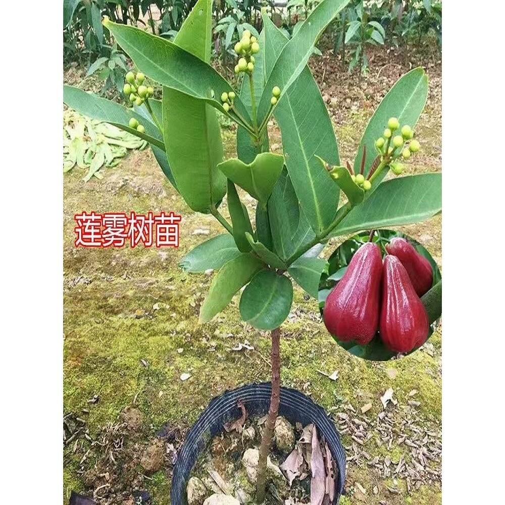 莲雾苗黑金刚大叶黑糖芭比莲雾嫁接苗南方果树苗庭院地栽盆栽庭院
